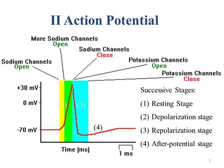 1 II Action Potential Successive Stages: (1)Resting Stage (2)Depolarization stage (3)Repolarization stage (4)After-potential stage (1) (2)(3) (4)