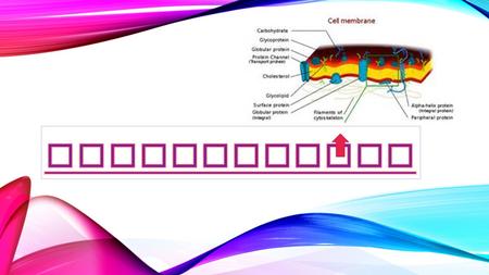 CYTOSKELETON.