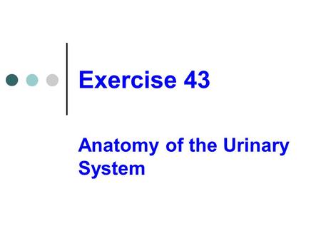 Anatomy of the Urinary System