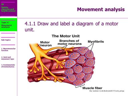 4.1.1 Draw and label a diagram of a motor unit.