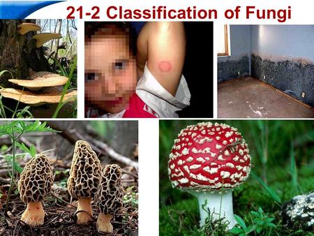 21-2 Classification of Fungi