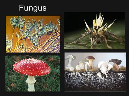 Fungus. Evolution Diverged 1.5 billion years ago Gymnosperms - 300 mya First land plants – 500 mya 400 mya current phyla emerged After the Permian-Triassic.