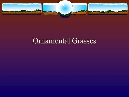 Ornamental Grasses. Culture bTrue grasses bfull sun bDrought tolerant bLittle supplemental fertilization bPest free bLow maintenance bCut back in late.