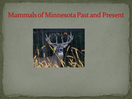 Many of the animals we see today—deer, beaver, wolves, cats, bears, moose, and several species of birds such as loons— moved into the area at the close.