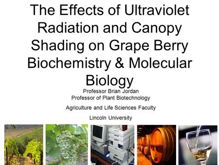 The Effects of Ultraviolet Radiation and Canopy Shading on Grape Berry Biochemistry & Molecular Biology Professor Brian Jordan Professor of Plant Biotechnology.