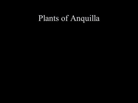 Plants of Anquilla. Acacia thorns West Indian Almond.