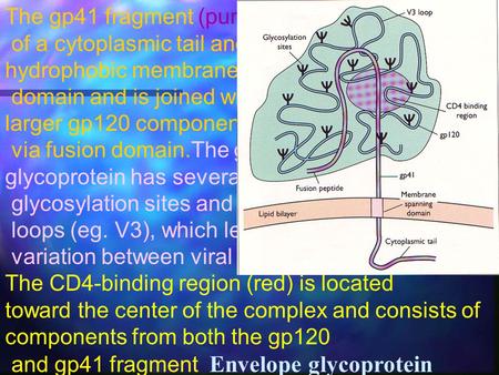 The gp41 fragment (purple) consists of a cytoplasmic tail and a hydrophobic membrane-spanning domain and is joined with the larger gp120 component (blue.