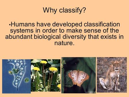 Why classify? Humans have developed classification systems in order to make sense of the abundant biological diversity that exists in nature.