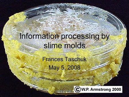 Information processing by slime molds Frances Taschuk May 5, 2008.