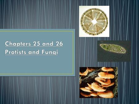 Kingdom Protista includes more than 50,000 kinds of organisms. They consist of single-celled or simple multicellular eukaryotic organisms that generally.