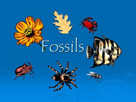 Fossils.