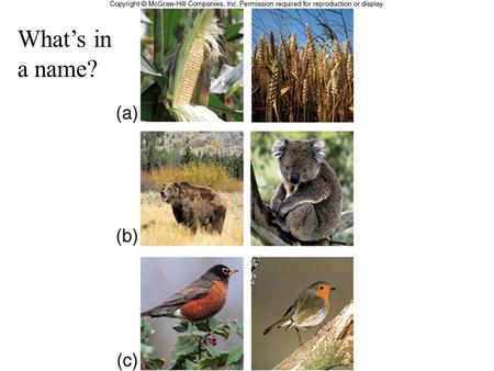 What’s in a name?. I. Classification and Naming of Living Things (Sec. 15.7) - multilevel grouping of individuals A. Carolus Linnaeus (mid 1700’s) 1.