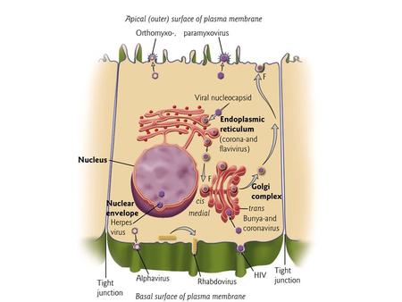 Staphylococcus Skin infection, osteomyelitis, food poisoning, foreign body infections, MRSA (Methicillin-resistant Staphylococcus aureus)