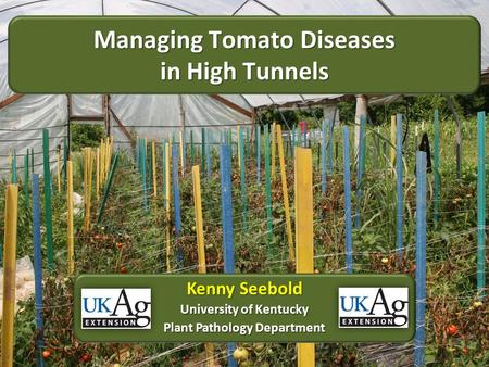 Managing Tomato Diseases in High Tunnels