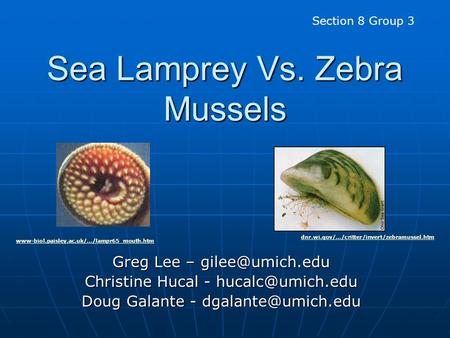 Sea Lamprey Vs. Zebra Mussels Greg Lee – Christine Hucal - Doug Galante - Section 8 Group 3 dnr.wi.gov/.../critter/invert/zebramussel.htm.