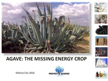 AGAVE AGAVE: THE MISSING ENERGY CROP México City 2010.