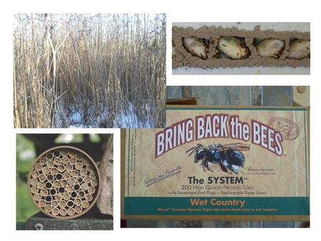 Just a reminder- these bees DON’T produce honey. Orchard Mason Bees – are common throughout North America. They are called by different names such as.