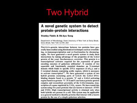 Two Hybrid. Chapter 24 Translation 24.1 Introduction Figure 24.01: Size comparisons show that the ribosome is large enough to bind tRNAs and mRNA.