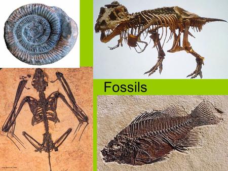 Fossils. livingFossils - the preserved remains or evidence of living things.