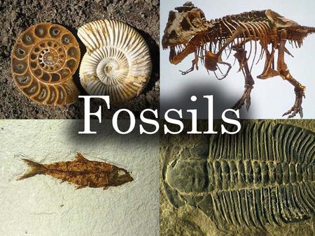 Fossils.