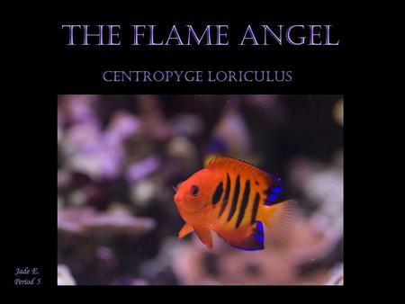 The Flame Angelfish is known for its beauty. It is a brilliantly colored fish, and unlike other Angelfish, their markings don't change with age. The Flame.