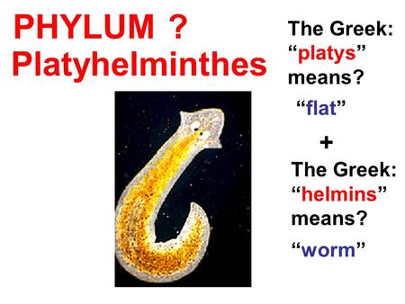 PHYLUM The Greek: “platys” means? “flat” + The Greek: “helmins” means? “worm” Platyhelminthes ?