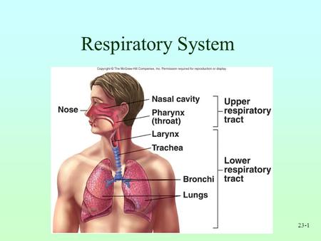 Respiratory System.