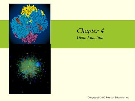 Chapter 4 Gene Function Copyright © 2010 Pearson Education Inc.