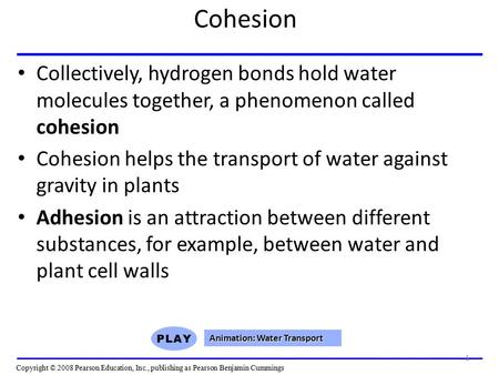 Cohesion Collectively, hydrogen bonds hold water molecules together, a phenomenon called cohesion Cohesion helps the transport of water against gravity.