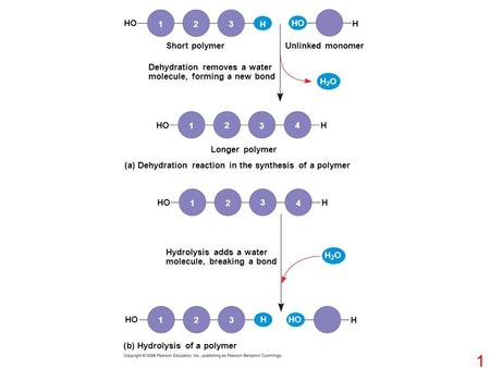 Short polymer HO 123H H Unlinked monomer Dehydration removes a water molecule, forming a new bond HO H2OH2O H 1 2 3 4 Longer polymer (a) Dehydration reaction.