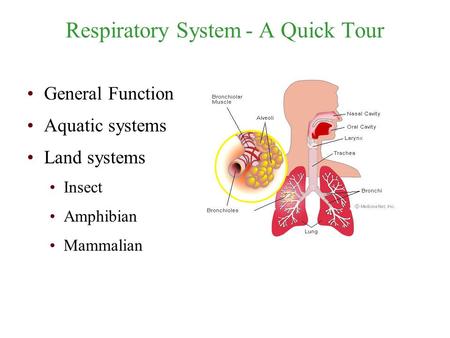 Respiratory System- A Quick Tour General Function Aquatic systems Land systems Insect Amphibian Mammalian.