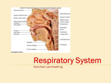 Respiratory System More than just breathing.