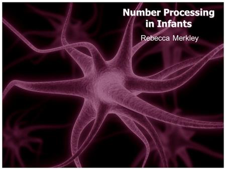 Rebecca Merkley Number Processing in Infants. Research Question Bilateral intraparietal sulcus is implicated in symbolic and non- symbolic number processing.