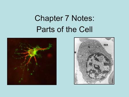 Chapter 7 Notes: Parts of the Cell.