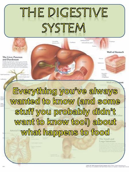 Why do plants and animals “eat”? To obtain essential nutrients o For making their own structures o Obtain Energy for survival o Perform life functions.