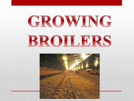 GROWING BROILERS.