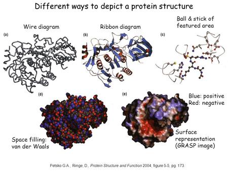 Petsko G.A., Ringe, D., Protein Structure and Function 2004, figure 5-5, pg. 173. Different ways to depict a protein structure Wire diagram Ribbon diagram.