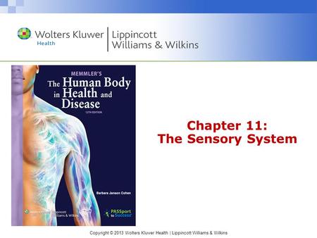 Chapter 11: The Sensory System