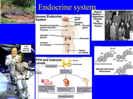 Endocrine system.