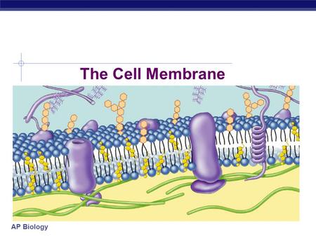 The Cell Membrane.