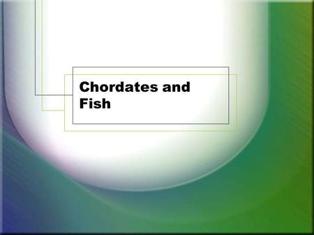 Chordates and Fish. Chordates 45,000 members Must have the following dorsal nerve chord – vertebrae cranium – skull endoskeleton of bone or cartilage.