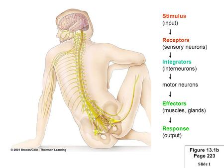 Slide 1 Stimulus (input) Receptors (sensory neurons) Integrators (interneurons) motor neurons Effectors (muscles, glands) Response (output) Figure 13.1b.