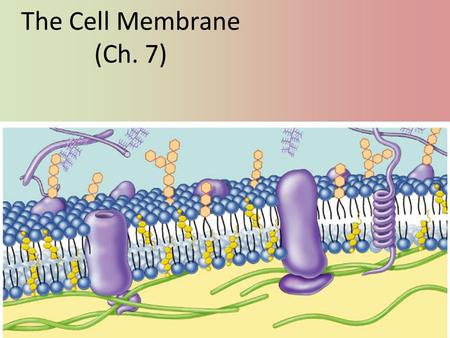 The Cell Membrane (Ch. 7) Phospholipids Fatty acid Phosphate Amphipathic – Phosphate head hydrophilic – Fatty acid tails hydrophobic Arranged as a bilayer.