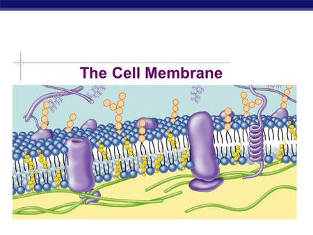 The Cell Membrane.