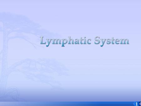 Lymphatic System.