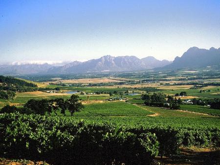 FAMILY FAMILY.... Condensed History of South African wine 1659 First wine in the Cape 1693 Fairview farm founded on Paarl Mountain 1925 Pinotage hybrid.