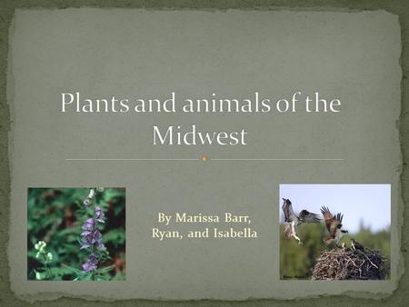 By Marissa Barr, Ryan, and Isabella. The tall grass prairie has been converted into one of the most intensive crop producing in north America. Animals.