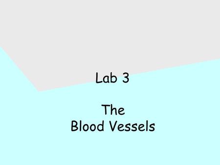 Lab 3 The Blood Vessels. Lab 3: Objectives Examine: –Slide #44 of artery, vein, and capillaries; #45 of atherosclerosis –Circulatory tree and torso models.