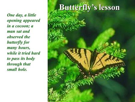 Butterfly’s lesson Butterfly’s lesson One day, a little opening appeared in a cocoon; a man sat and observed the butterfly for many hours, while it tried.