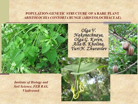 Olga V. Nakonechnaya, Olga G. Koren, Alla B. Kholina, Yuri N. Zhuravlev POPULATION-GENETIC STRUCTURE OF A RARE PLANT ARISTOLOCHIA CONTORTA BUNGE (ARISTOLOCHIACEAE)